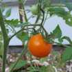 Die erste Frucht der Bücherei-Tomaten am 8. August 2022